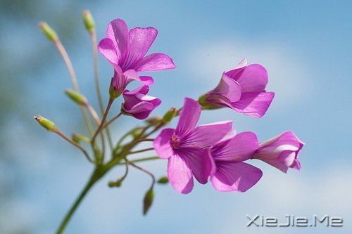 �ܶ�������Ƕ�����֪����ȴ������ (7)