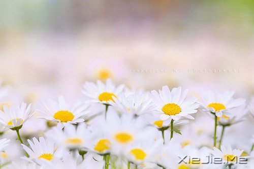 �����������Ľ�ӡ������ӡ������Ţ��·�� (4)