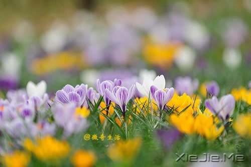 ����Ϊ˭л����лΪ˭�� (3)