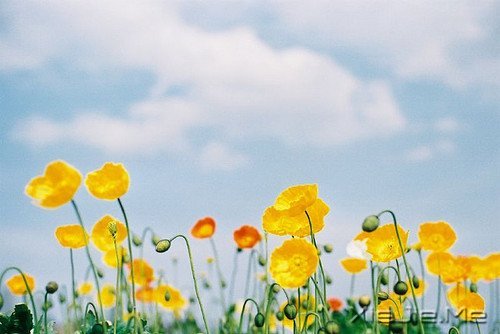 早安心语:不往前走,你将永远停留 (6)