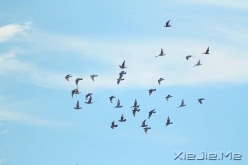 �簲������һ���ǻ��䣬һ���Ǽ��� (8)