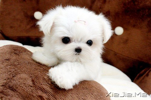 �ȳ輯��Ӫ #13