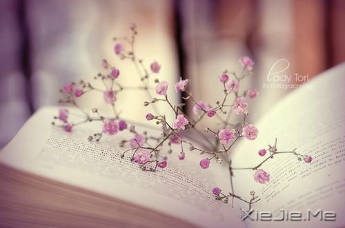 美好的花朵图片 (4)